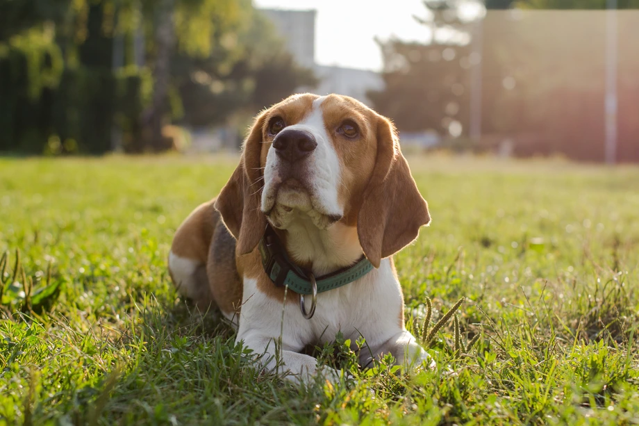 Tricolor Beagle dog lying on grass in sunlight