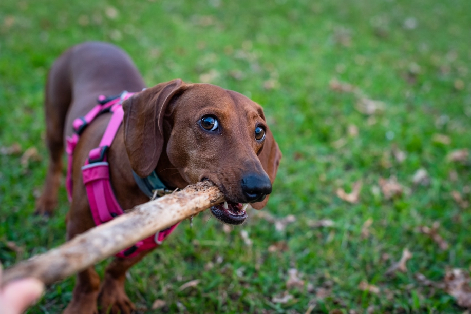 Dachshund playing outdoors with a stick in its mouth