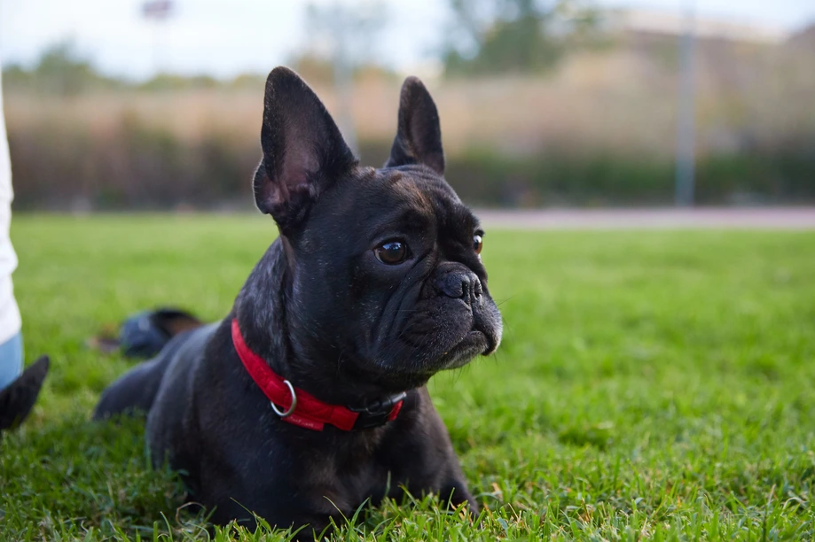French Bulldog sitting outdoors on grass