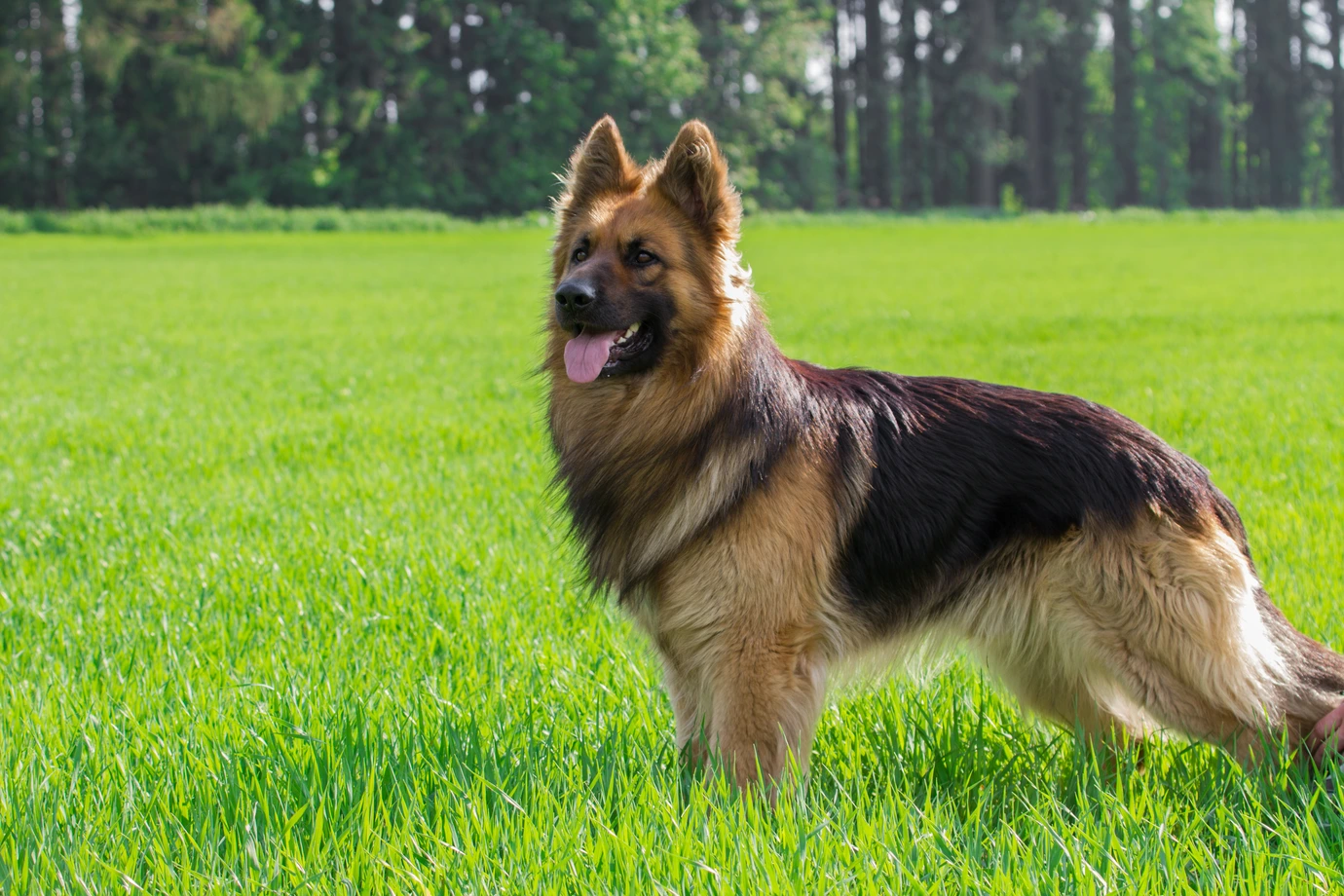 German Shepherd Dog
