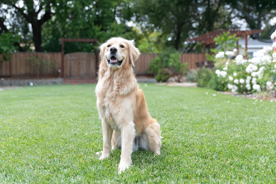 Golden Retriever outdoors smiling with a happy expression