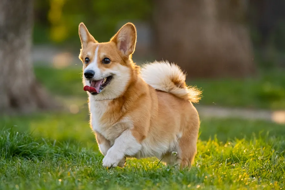 Cute Corgi dog running happily outdoors in green grass