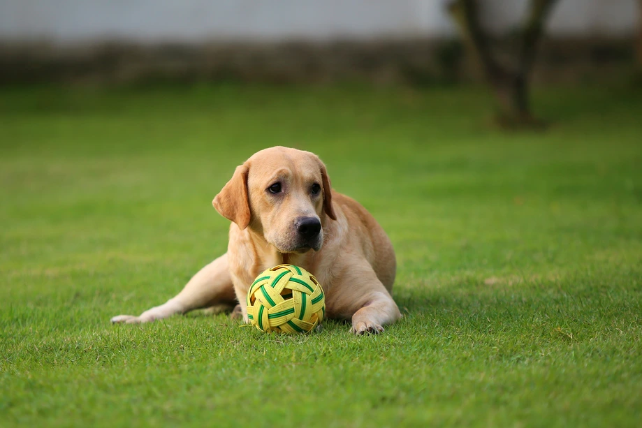 Labrador Retriever sitting happily outdoors with ball
