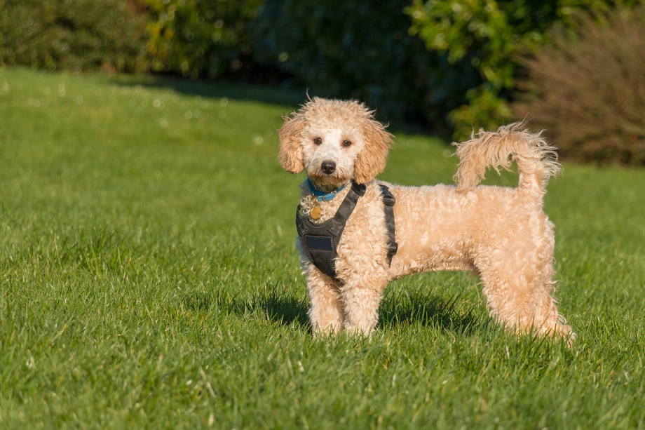 Poochon, a Poodle mix, standing proudly