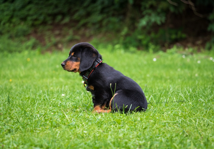Rottweiler puppy sitting on grass